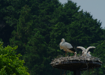 写真：巣の中で休んでいる4羽のコウノトリ